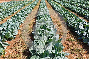 Organic farming, celery cabbage growing in greenhouse. Greenhouse