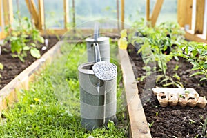 Organic farming, gardening, agriculture concept. watering can in greenhouse. Nature