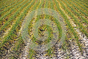 Crop garlic plantation in autumn photo