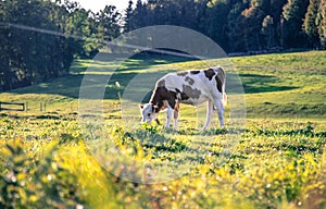 Organic farming in Germany: Cow is grazing on the meadow, warm autumn colors, Bavaria, Germany