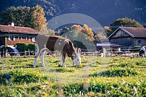 Organic farming in Germany: Cow is grazing on the meadow, warm autumn colors, Bavaria, Germany