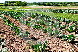 Organic farming in Germany - cultivation of cabbage