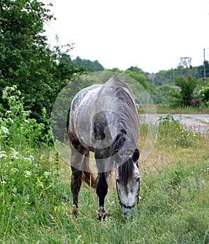 Organic farming. Gray horse eating grass on a meadow