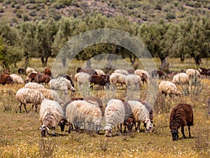 Organic farming in Greece