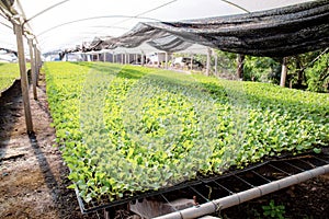 Organic farming in greenhouse