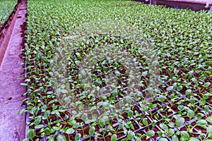 Organic farming, growing cabbage seedlings in a greenhouse