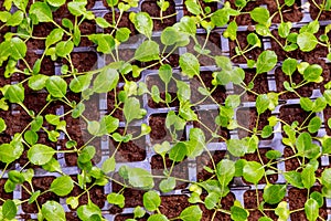 Organic farming, growing cabbage seedlings in a greenhouse