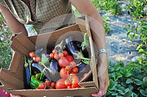 Organic farming photo