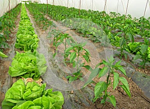Organic farming, lettuce and peppers in greenhouse