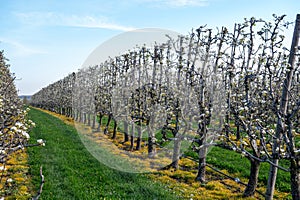 Organic farming in Netherlands, rows of blossoming pear trees on fruit orchards in Zeeland