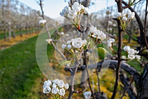 Organic farming in Netherlands, rows of blossoming pear trees on fruit orchards in Zeeland