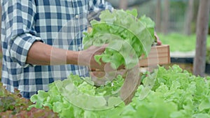 Organic farming, salad farm. Farmers harvest salad vegetables into wooden boxes in rainy. Hydroponics vegetable grow naturally.