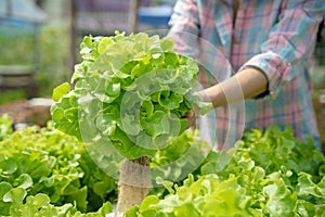 Organic farming, salad farm. Farmers harvest salad vegetables into wooden boxes in rainy. Hydroponics vegetable grow naturally.