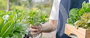 Organic farming, salad farm. Farmers harvest salad vegetables into wooden boxes in rainy. Hydroponics vegetable grow naturally.