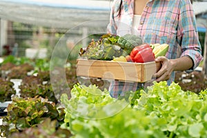 Organic farming, salad farm. Farmers harvest salad vegetables into wooden boxes in rainy. Hydroponics vegetable grow naturally.