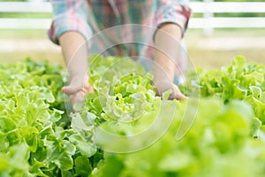 Organic farming, salad farm. Farmers harvest salad vegetables into wooden boxes in rainy. Hydroponics vegetable grow naturally.