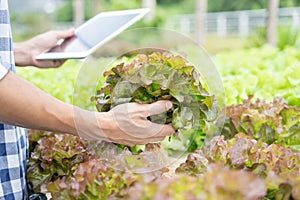 Organic farming, salad farm. Farmers recheck quality record on application on tablet. Hydroponics vegetable grow naturally. photo