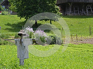 organic farming with scarecrow