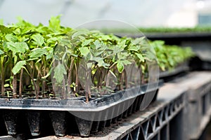 Organic farming, seedlings growing in greenhouse.