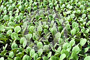 Organic farming, seedlings growing in greenhouse.