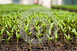 Organic farming, seedlings growing in greenhouse.