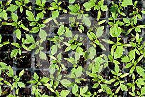 Organic farming, seedlings growing in greenhouse.