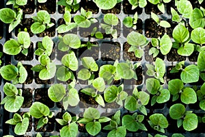Organic farming, seedlings growing in greenhouse.