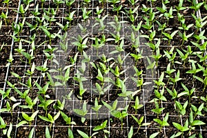 Organic farming, seedlings growing in greenhouse.