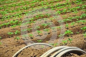 Organic Farming of Sunflowers