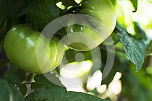 Organic farming, unripe green tomatoes close-up.