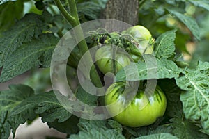 Organic farming, unripe green tomatoes close-up.