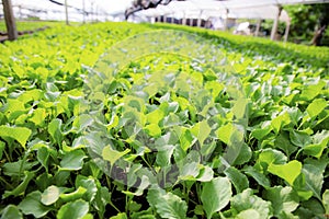 Organic farming of vegetable