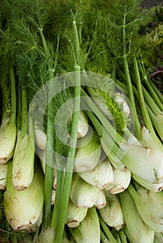 Organic Fennel