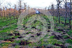 Organic fertilization of an apple orchard