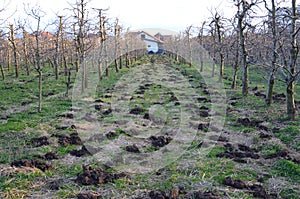 Organic fertilization of an apple orchard