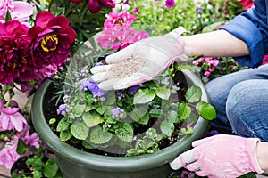 Organic fertilizers in hand of woman, who prepares to fertilize flowers in pots, person cares about flowers in home garden