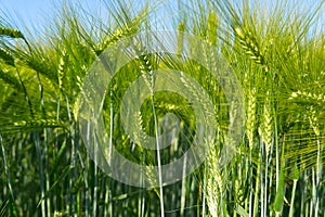 Organic field of green wheat close up