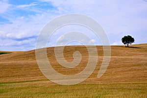 Organic fields in Tuscany , Italy