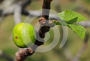 Organic fig tree, summer. Oeiras, Portugal.