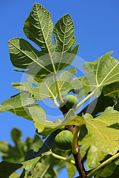 Organic fig tree, summer. Oeiras, Portugal.