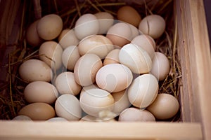 Organic fighting eggs in wooden trunk