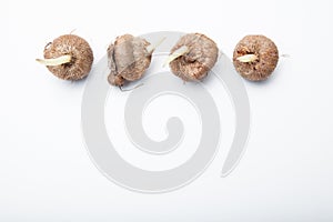 Organic flower bulbs on a white background in a row, empty space for text