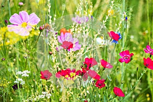 Organic flower meadow, conservation for insects with a natural habitat