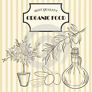 Organic food design packing. Line drawing of olive. Vector illustration.