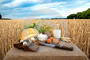 Organic food - milk, bread, eggs, cheese, butter, knife, lying on the table, against the background of a wheat field.