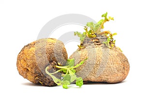 Organic food - two natural turnip