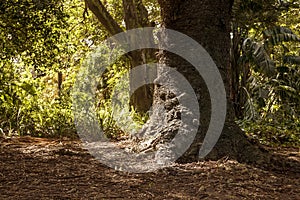 Organic forest scene with a huge pine tree