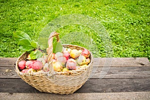 Organic fresh apples after harvest in basket with summer grass