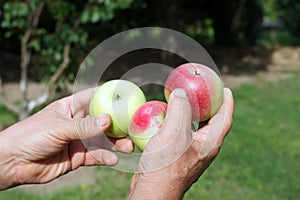 Organic fresh apples in summer harvest at a local farm. Agriculture concept theme with fresh apples in nature.