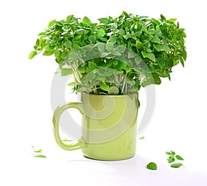 Organic fresh basil plant isolated